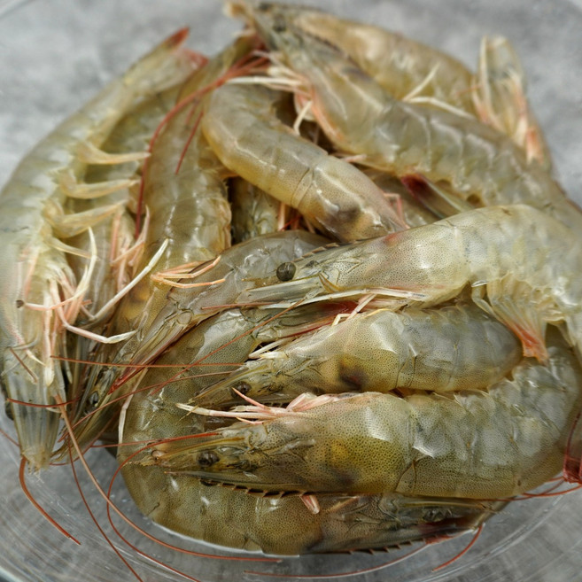국내산 양식 흰다리새우 횟감용 생새우 활새우, 1개, 국내산 활새우500g(19미내외)