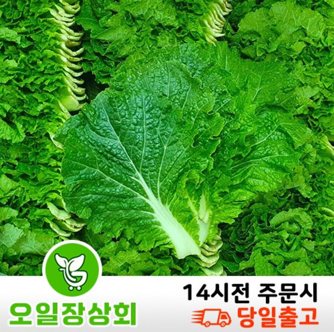 ( 오일장 상회 ) 국내산 쌈추 쌈배추 2kg 4kg, 1개