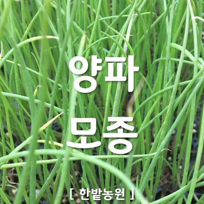 채소 모종 ~ 각종 묘종. 베란다 텃밭 세트 공기정화식물 허브 씨앗 채소모종 ~, H101 양파 모종 6개