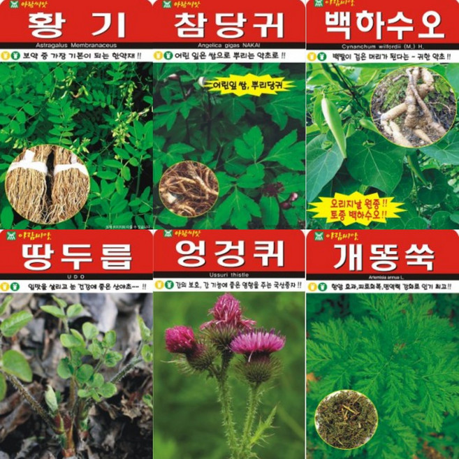 BEGREENMALL 텃밭용 산채류 씨앗 모음 AR2 (황기 개똥쑥 엉겅퀴 참당귀 백하수오 방아 눈개승마 산마늘 ), 둥글레 20립