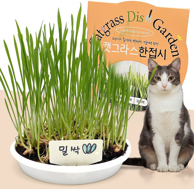 세경팜 고양이 캣그라스 한접시 새싹 재배세트, 3개, 150g, 새싹밀