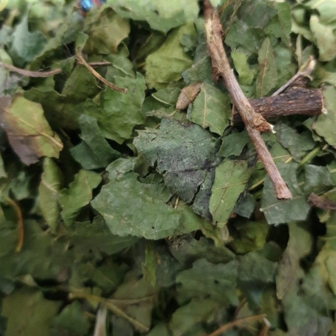 부드럽고 은은한 자연의 풍미 국내산 말린 건조 상엽 뽕잎, 1세트, 600g