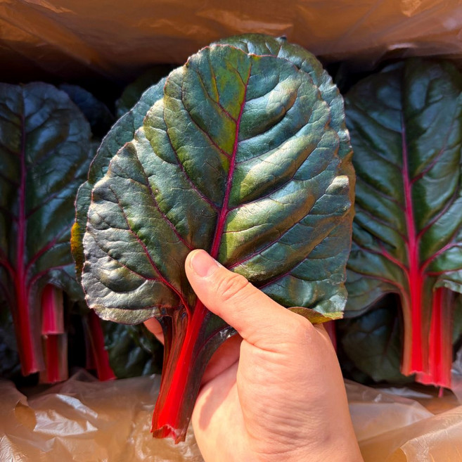 맛통령 국내산 적근대, 1박스, 2kg