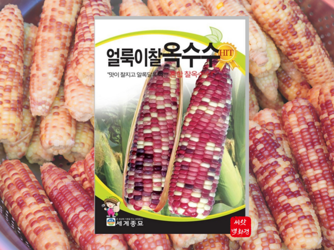찰옥수수씨앗 얼룩이찰옥수수 종자 150립 채소씨 채소키우기 봄 여름 가을, 1개