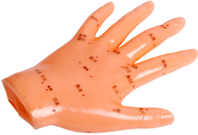 해부 인체모형 병원 학교 실습용 교육용, 손경혈모형