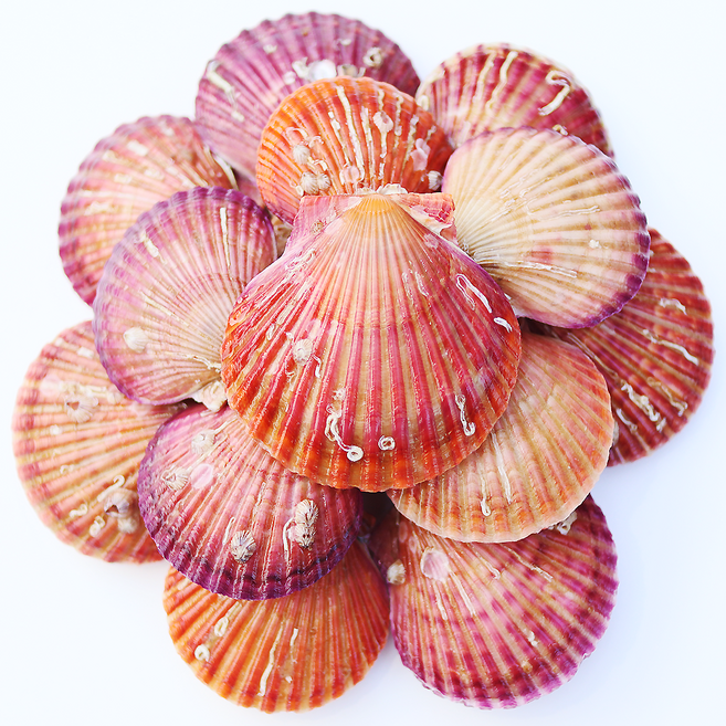 통영 장보고닷컴 세척 선별 깨끗한 제철 가리비, 1개, 가리비 3kg