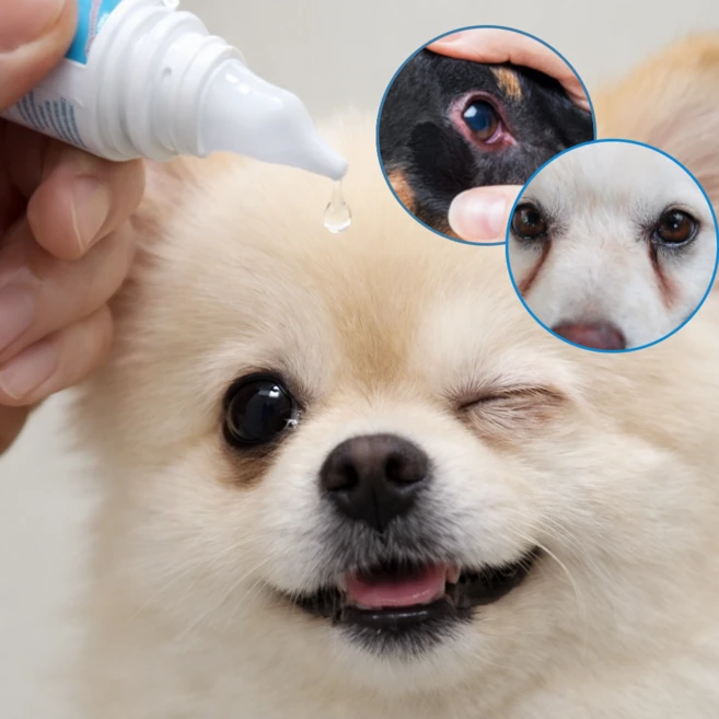 강아지 고양이 인공눈물 눈충혈 결막염 안구 세정제, 1개, 60ml - 쿠팡