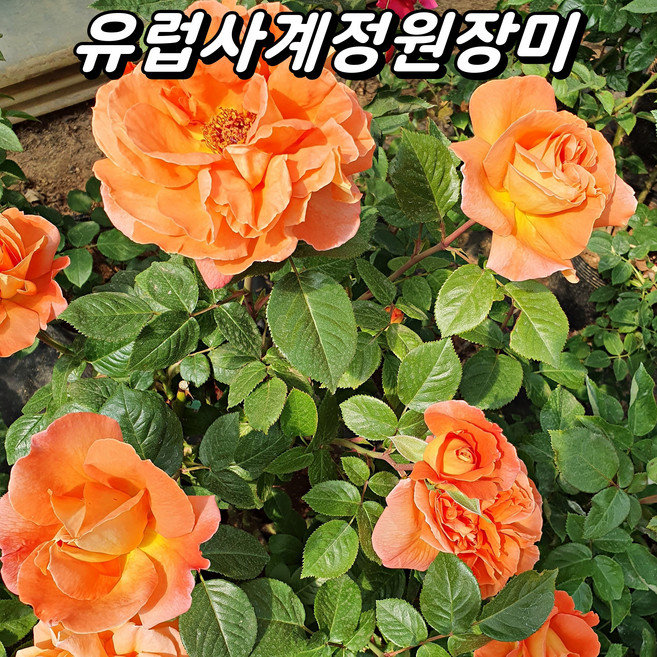 유럽 사계정원장미 3년생 포트묘 개화주 사계땅장미 사계장미 묘목, 1개, 루이스드퓨네