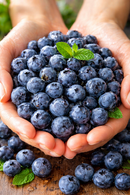 [100박스한정] 산지직송 신선도 보장 국내산 블루베리, 1박스, 팩당 100g