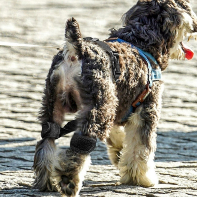 강아지고관절보호대 반려견 보조 교정 벨트 산책 외출 노령견 재활 운동 보조용품, 1개