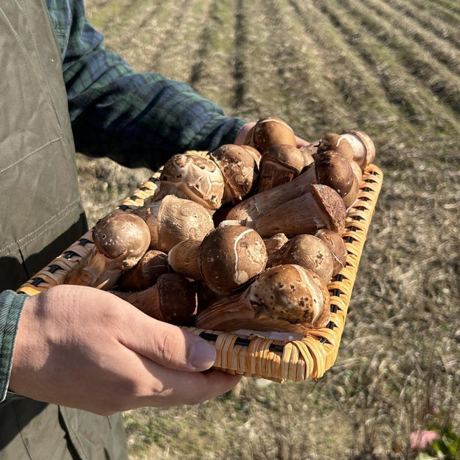 (농가직송) 해풍과 미네랄품은 특등급 생참송이 버섯 1kg (한정수량)
