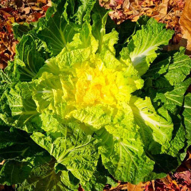 프레시팜 국내산 아삭한 봄동 진도 봄동, 1개, 2kg