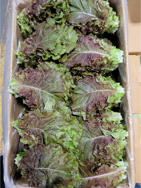 약수농장 국내산 적상추 4kg, 1박스