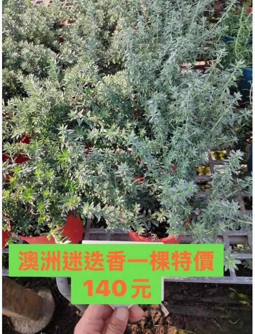 霏霏園藝 澳洲迷迭香盆栽, 1個