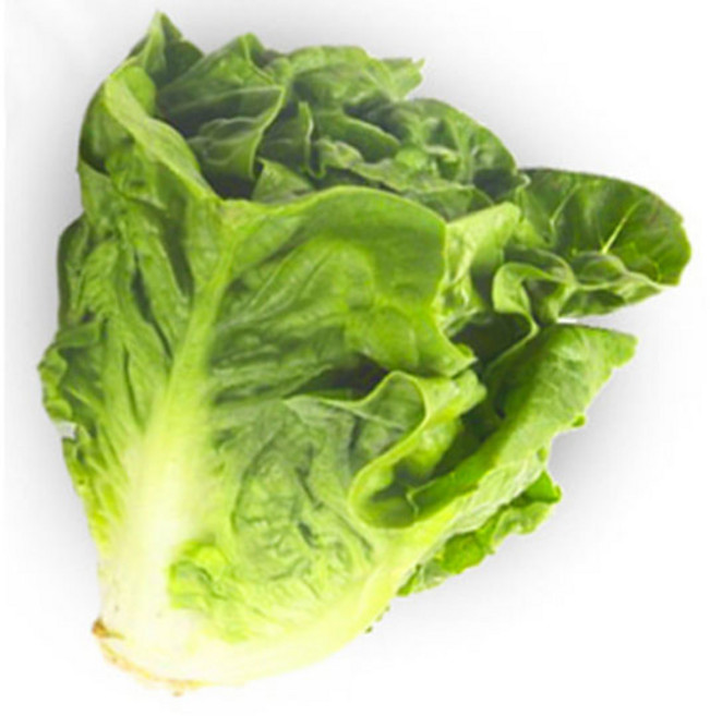 산지직송 쌈 채소 바타비아 상추 유러피안 샐러드 야채, 1kg, 1박스