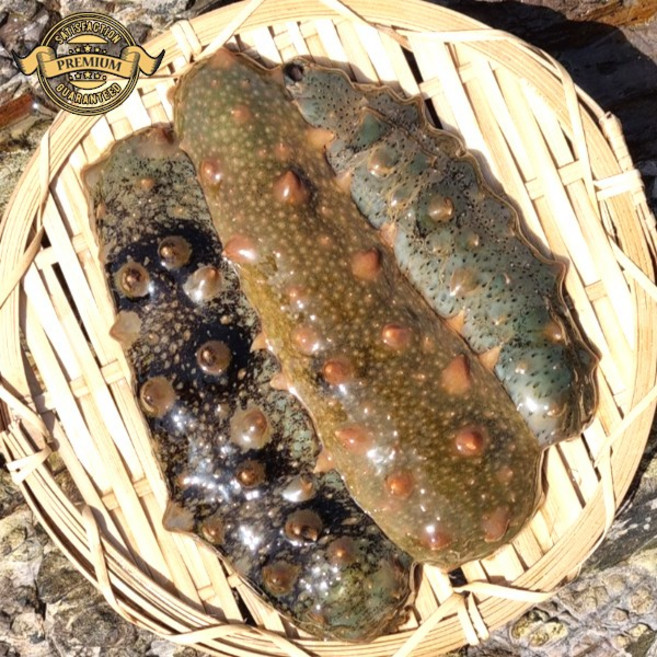 국내산 남해안 해녀가 잡은 100%자연산 활 해삼 횟감용 조업 배송 산지직송, 1개, 1kg