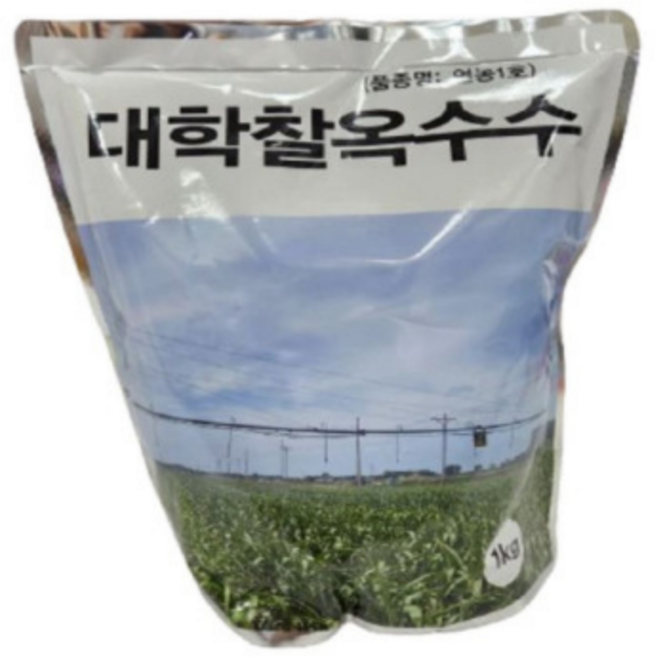 모두다팜 대학찰옥수수 씨앗 씨 강원도 옥수수 종자 연농1호 대용량 1kg, 1개