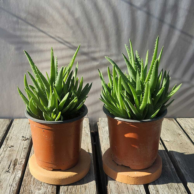 이삭 모종 알로에 - 알로애수분 다육식물 공기정화식물 키우기쉬운식물, 2개