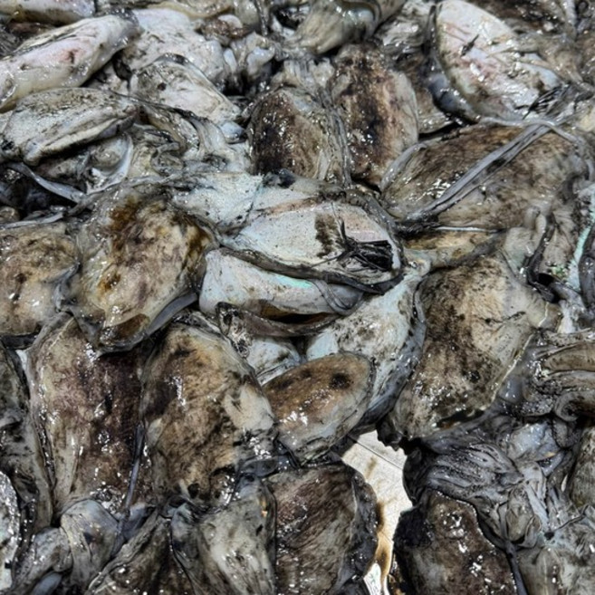 국내산 손질 중형 갑오징어 4kg 20-40미 내외, 1개