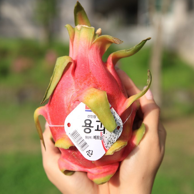 베트남 용과 생과 정품 Dole 화이트용과 백용과, 1박스, 4과