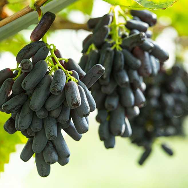 수입 고당도 블랙 사파이어 포도 가지포도 크립슨포도, 1개, 블랙 사파이어 포도 2kg