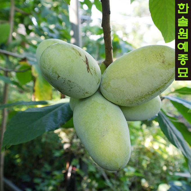 포포나무(뽀뽀나무) 실생 1년 포트묘, 01.실생1년포트묘, 1개