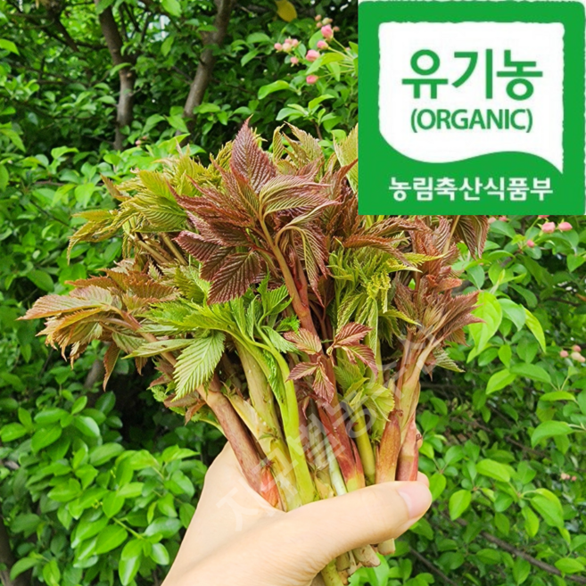 [오대산골짜기] 국내최상급 홍천 고랭지 눈개승마, 1박스, 500g