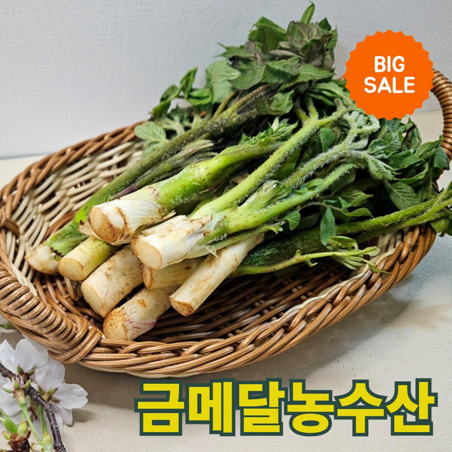 금메달농수산 봄향 가득 국내산 남해 땅두릅 장아찌용, 1개, 500g