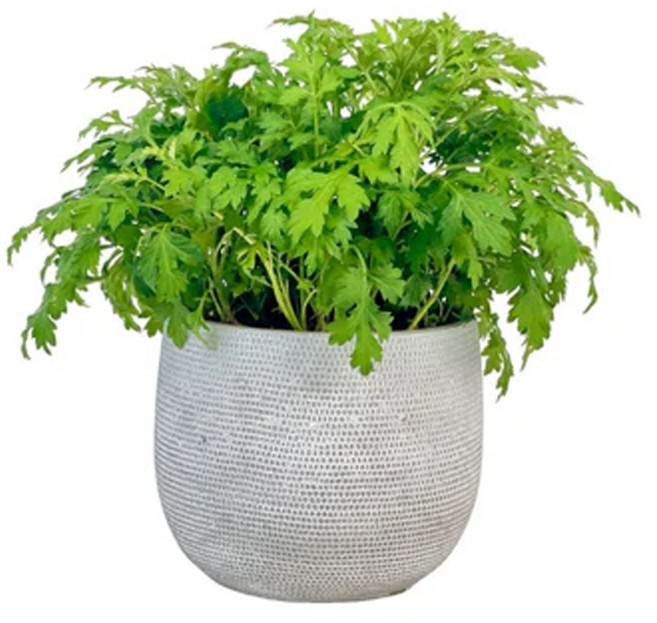 萬花叢 香草植物 艾草 盆栽 (高約10-25cm) - 淨化空氣、驅蚊, 1個