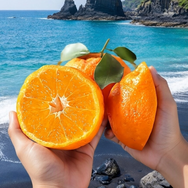 [물가안정특가] A급 초고당도 제주 한라봉, 1개, 10kg