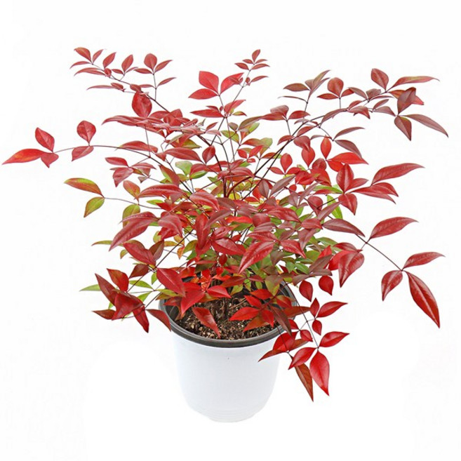 갑조네 남천(중품) 실내 공기정화식물 실내화초 화분 노지월동 화단꾸미기 키우기 쉬운 식물, 1개