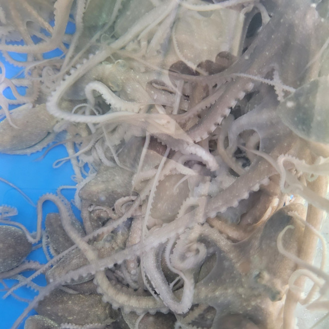 살아있는 목포뻘낙지 중소사이즈10마리(평일3시이전 주문시 당일발송 다음날도착), 10개, 80g