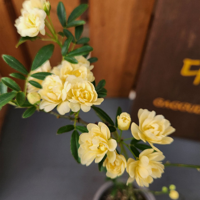 가꾸다 목향장미 목향찔레 가시없는 노랑찔레 꽃대 목대튼튼 2026년 4월 20일 기준 꽃 지고있습니다!, 노랑, 1개