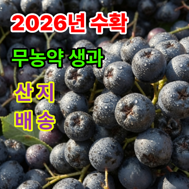 5위 - 2026년 아로니아 생과 산지직송 최상품 한박스, 1개, 5kg