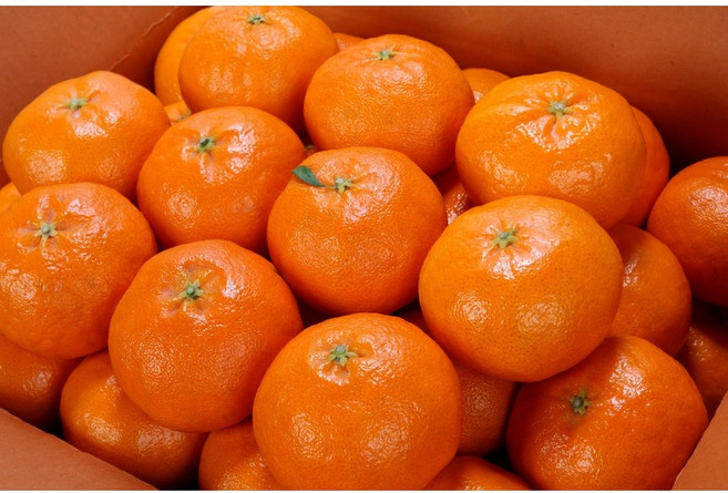 동명팜 과즙톡톡 귤의여왕 제주 레드향 16brix, 2kg 특대과