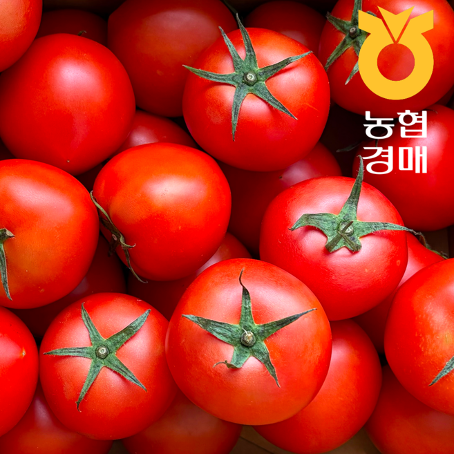 [재구매율1위] 신선한 국내산 완숙 토마토, 1박스, 10KG 초초특가