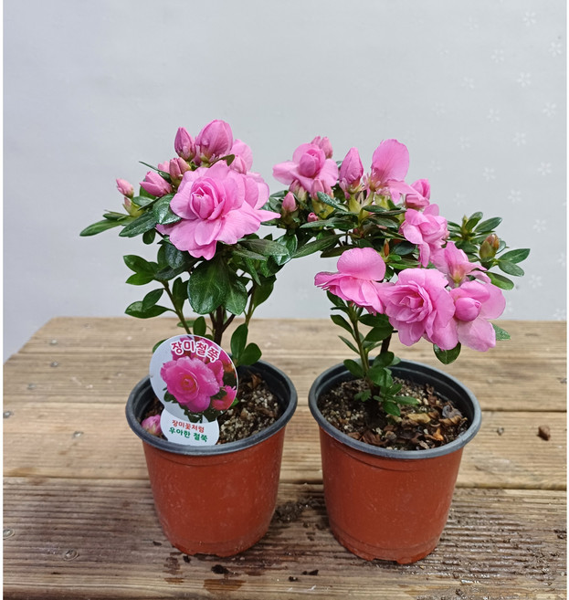 행복한꽃순이//장미철쭉(소품) 2개 묶음