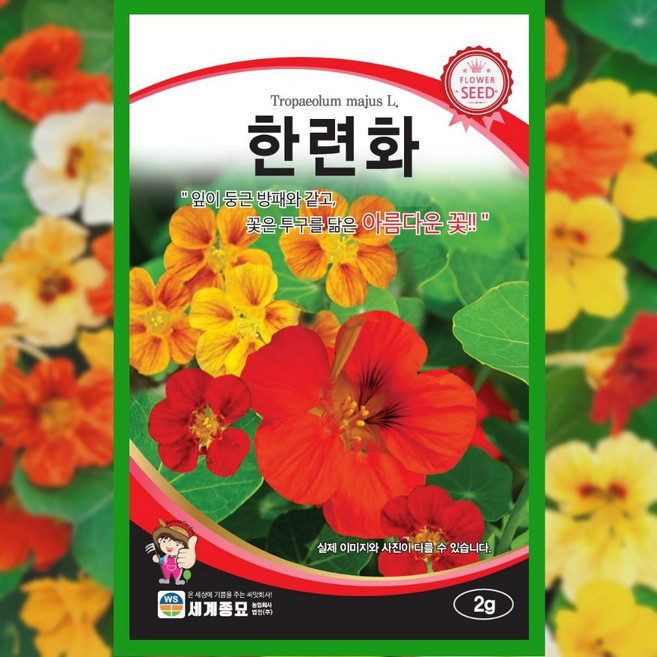 한련화 씨앗 2g 식용꽃 꽃씨 종자 야생화 꽃밭 정원