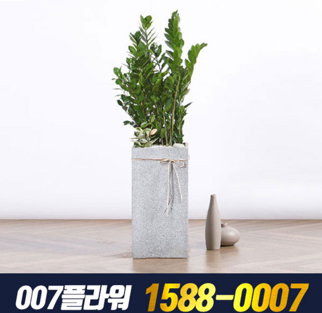 [공기정화식물] 금전수, 1개