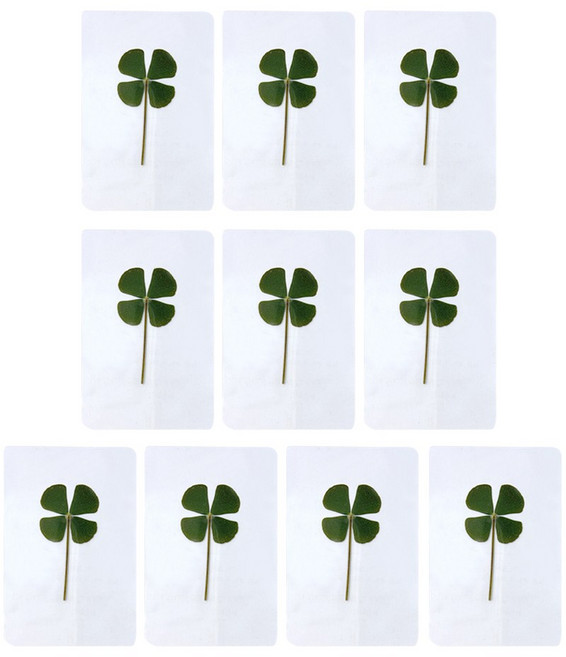리리월드 네잎클로버 생화 코팅 카드, 10개, 투명