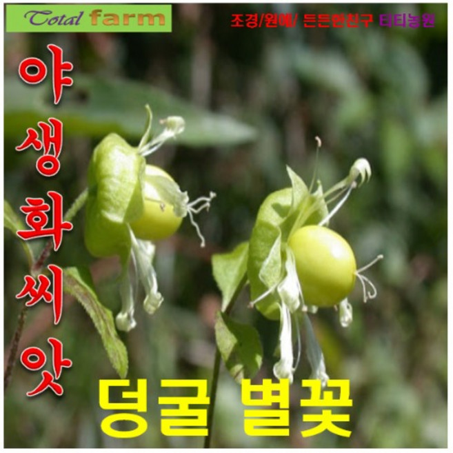 (씨앗나라) 덩굴별꽃 씨앗 20립, 1개