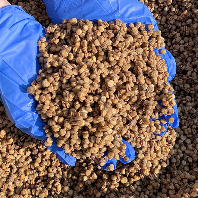 26년 햇 금산 개갑 인삼씨앗 300g, 1개