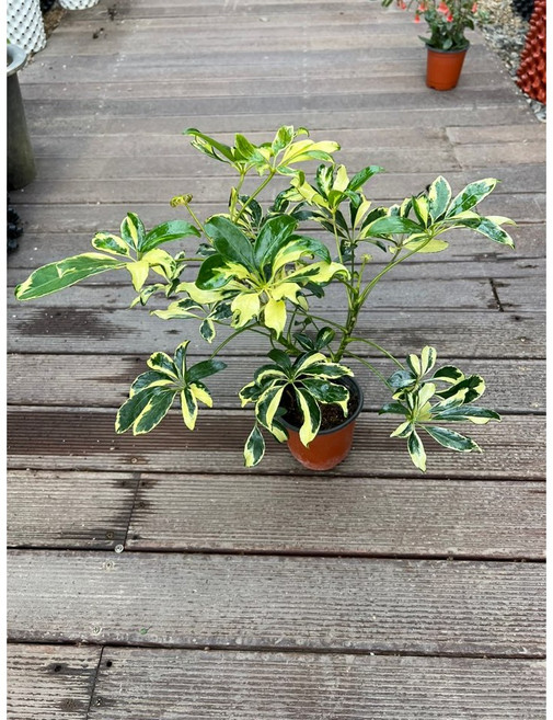 무늬홍콩야자 소품 수형 끝내줌 스마일화훼유통, 1개, .