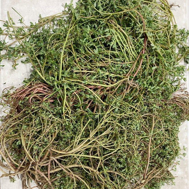 쇠비름 생초 국산 농장직송, 3kg, 1개