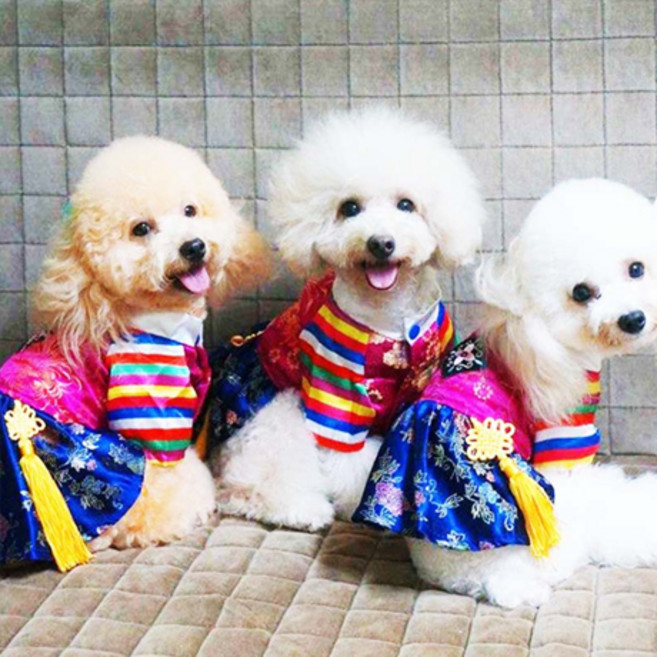 [앨리펫] 색동저고리강아지한복, 바지, 1개