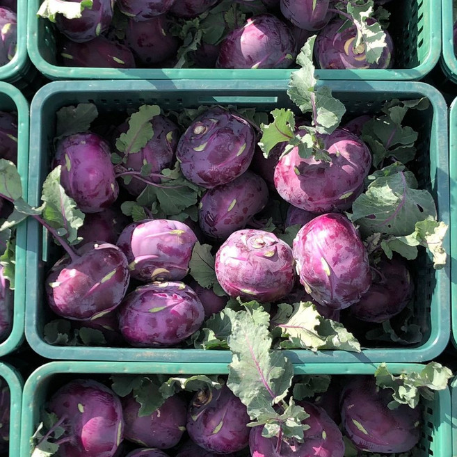 다이어트 식단용 제주 콜라비, 1박스, 5kg