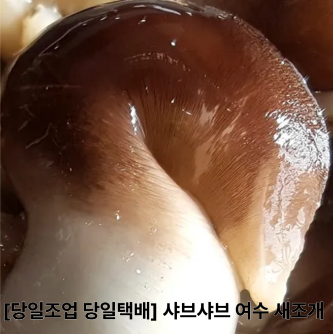 [당일조업 당일택배] 샤브샤브 여수 특품 새조개, 1박스, 500g