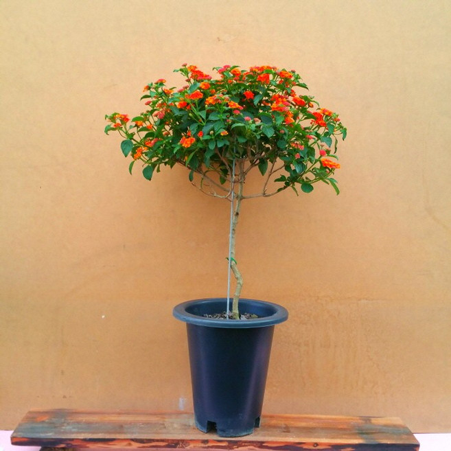 [용이네 화원] 초특가 팔색조 외목대 난타나 300 화원 농원