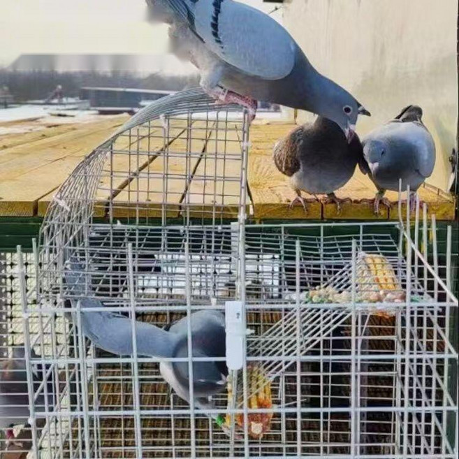 베란다용 비둘기집 포획틀 퇴치망 자동문 케이지 트랩, 5. 업그레이드 플랫폼 70
