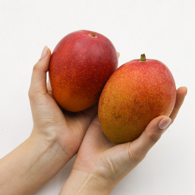무조건 특등급 애플망고 (제주) 최고의신선도만 취급해요, 제주 애플망고 3kg 왕미니 1530과, 1개, 3kg